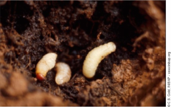 Larvas Cosmopolites sordidus adultos